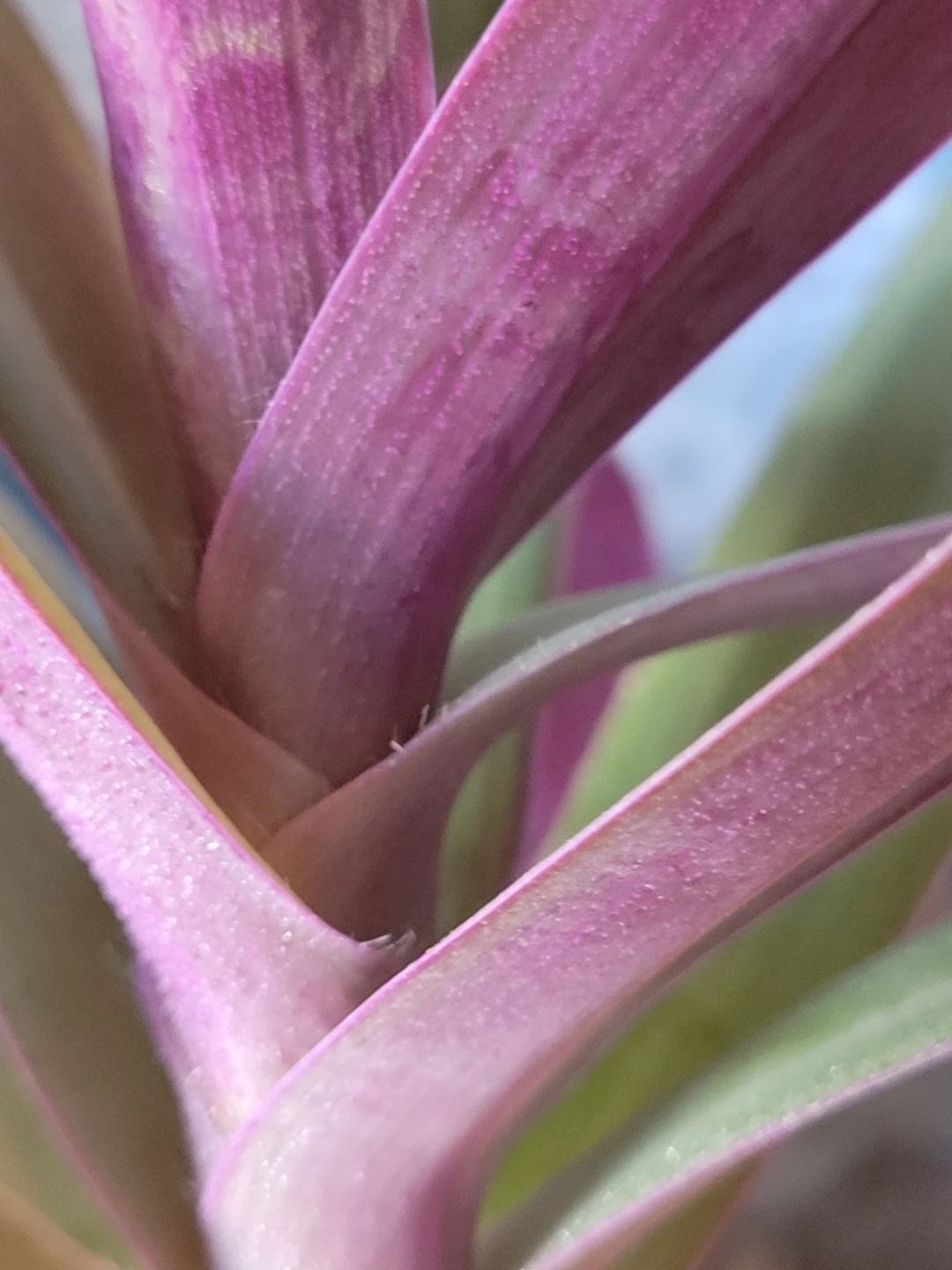 Tradescantia Zebrina Plant - photo 4