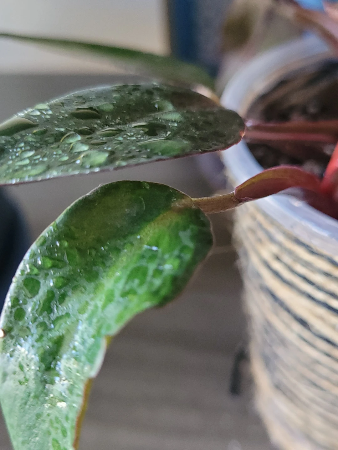 Tradescantia Zebrina Plant - photo 5
