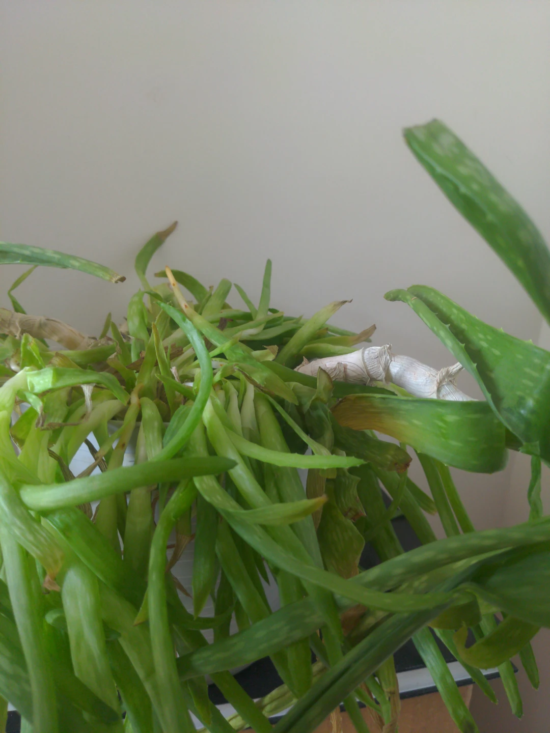 Aloe Vera Plant