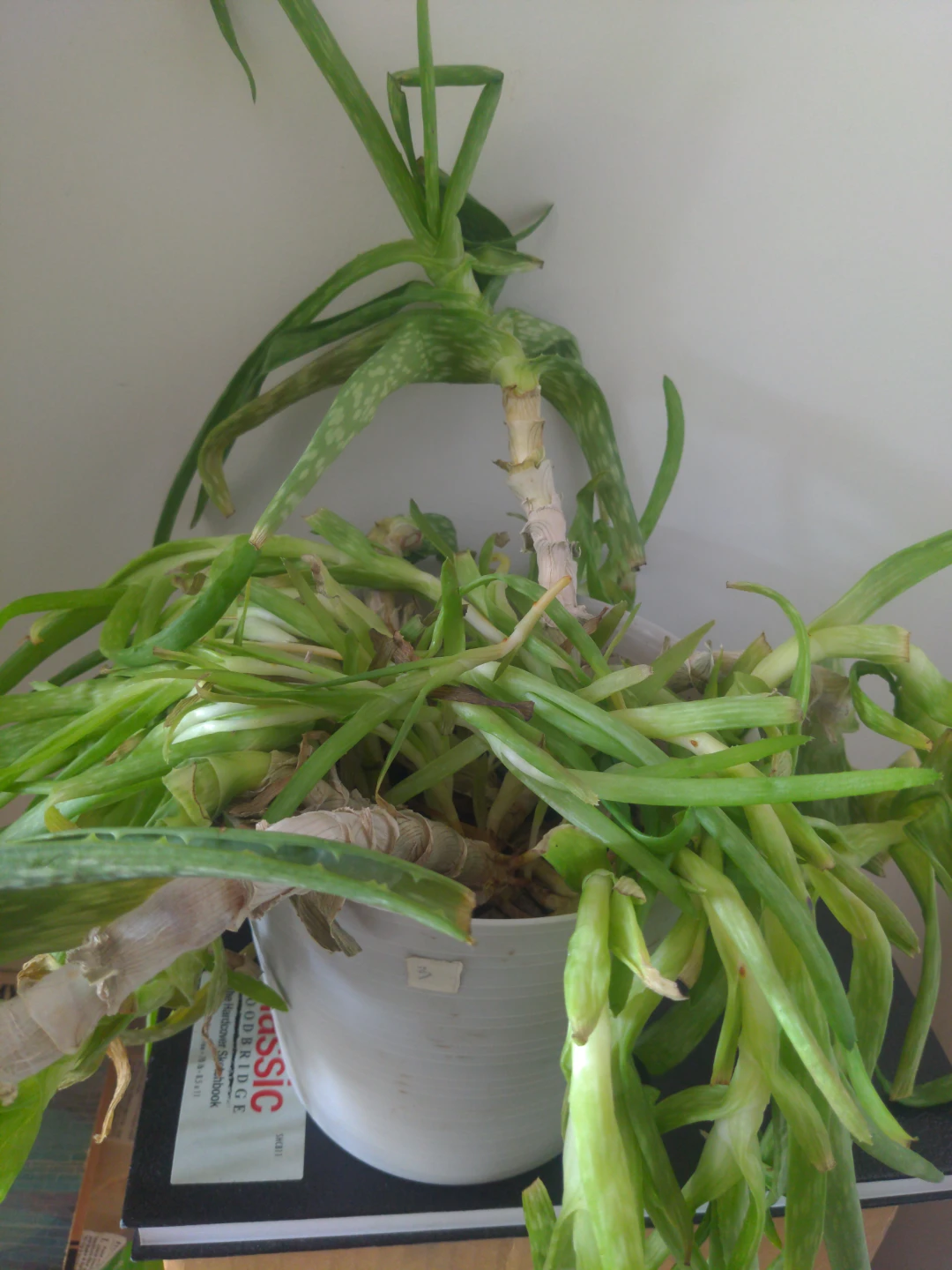 Aloe Vera Plant - photo 2