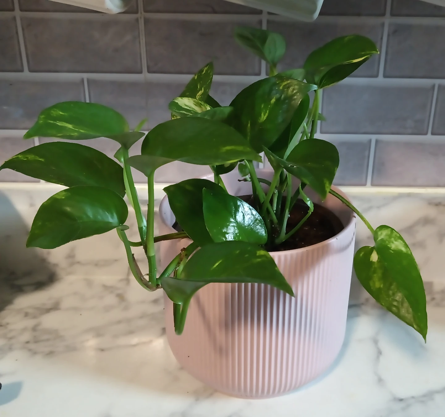 Pothos Plant in Pink Pot ⚽