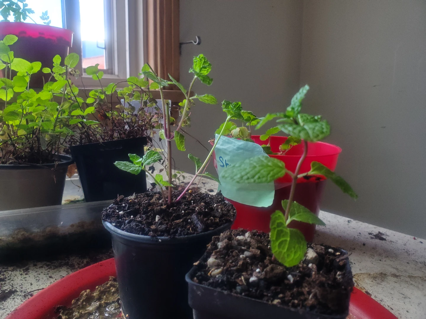 Two young mint plants($3 each) ⚽