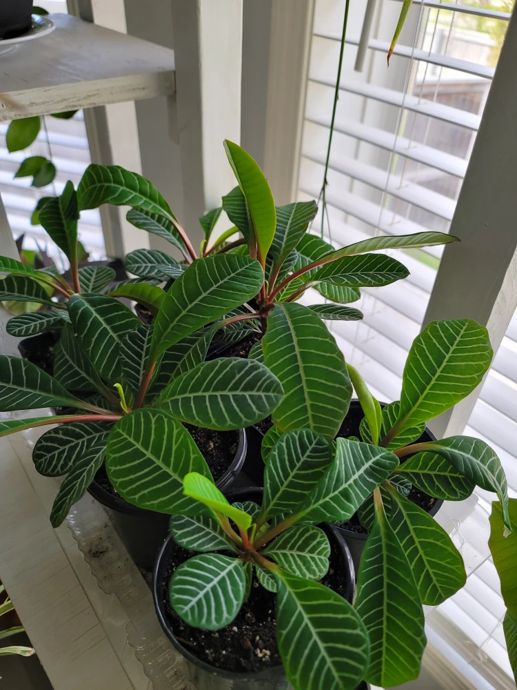 Indoor and outdoor plants 🪴 - photo 4
