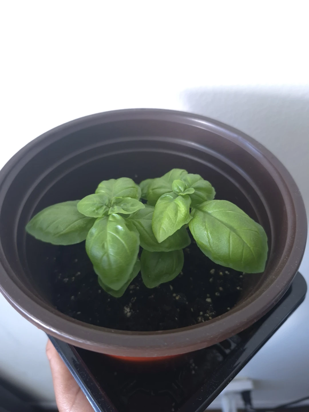 Sweet Basil Herbs - photo 2