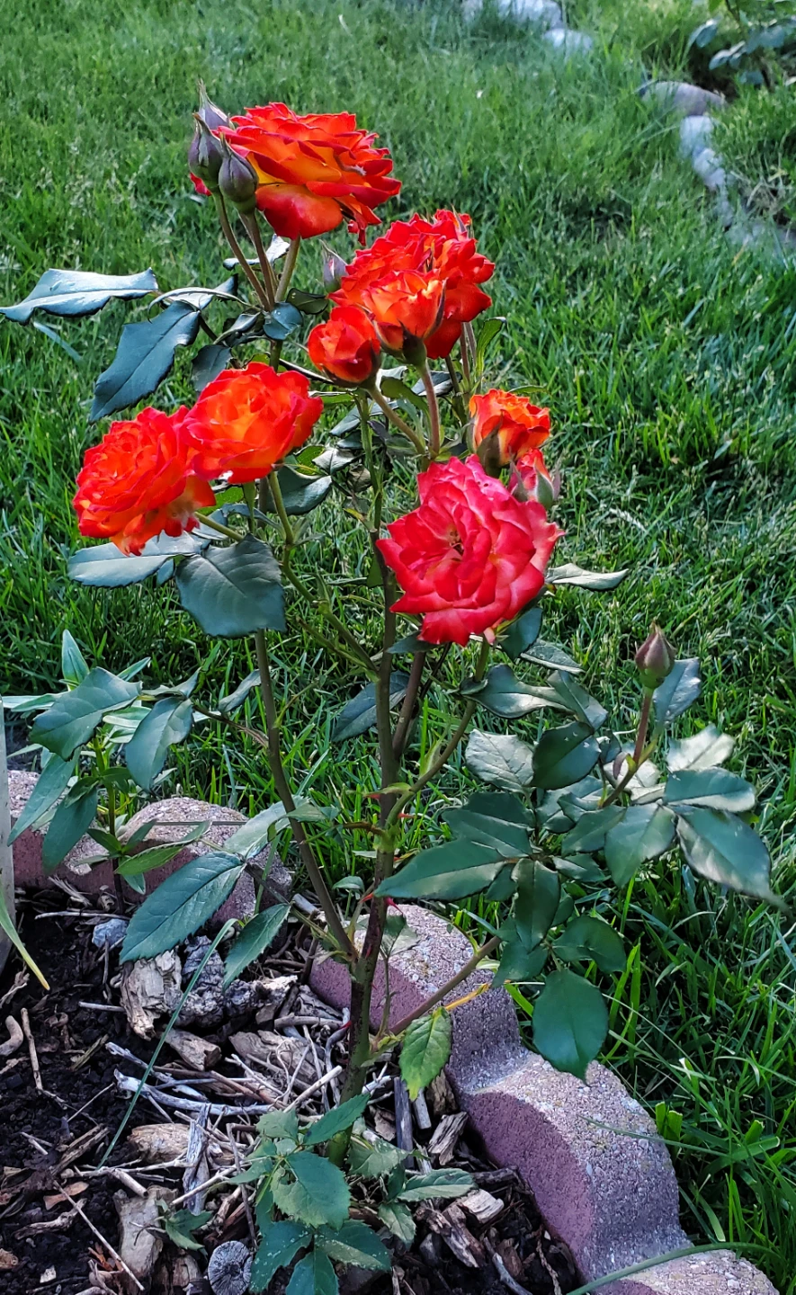Floribunda Rose Charisma