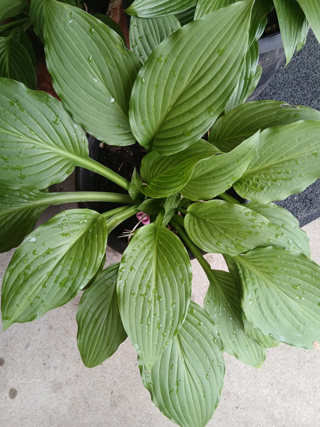 Hosta Plant $ 10 each or 6 for $50 - photo 2