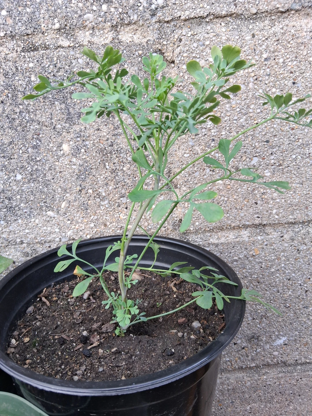 Planta de ruda