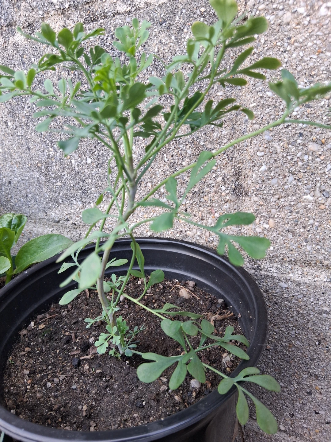 Planta de ruda - photo 3