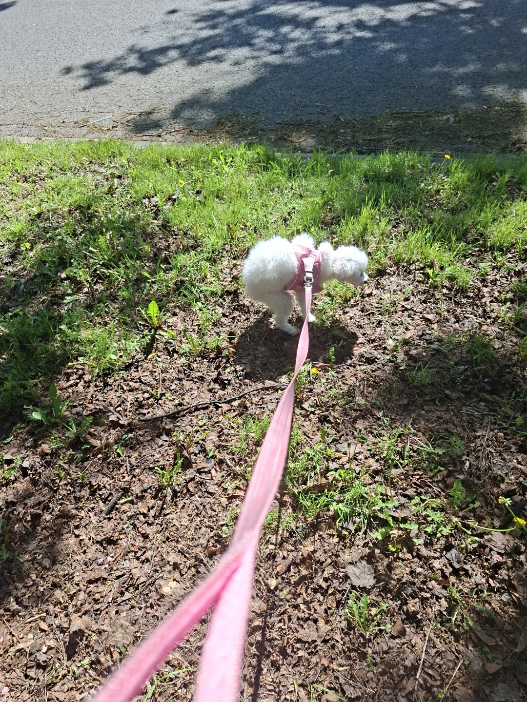 Pet Sitting Services in Whitby - photo 2