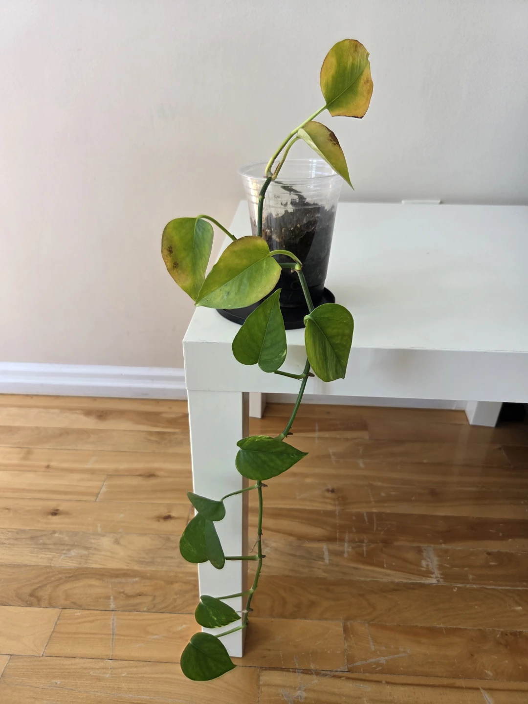 Golden Pothos Plant