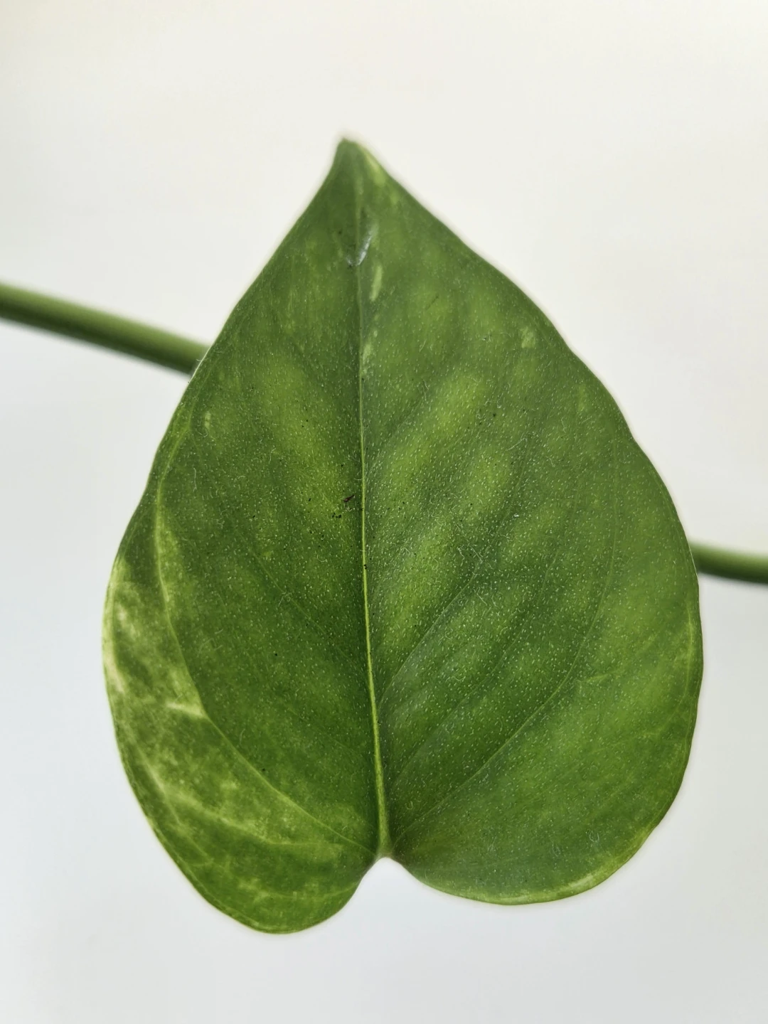 Golden Pothos Plant - photo 2