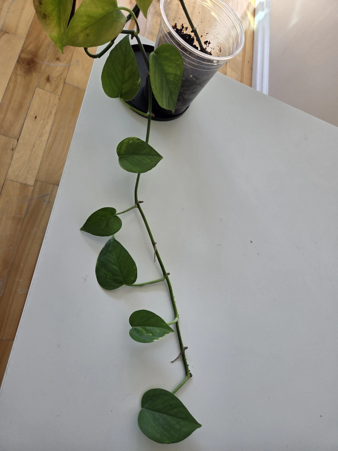 Golden Pothos Plant - photo 3