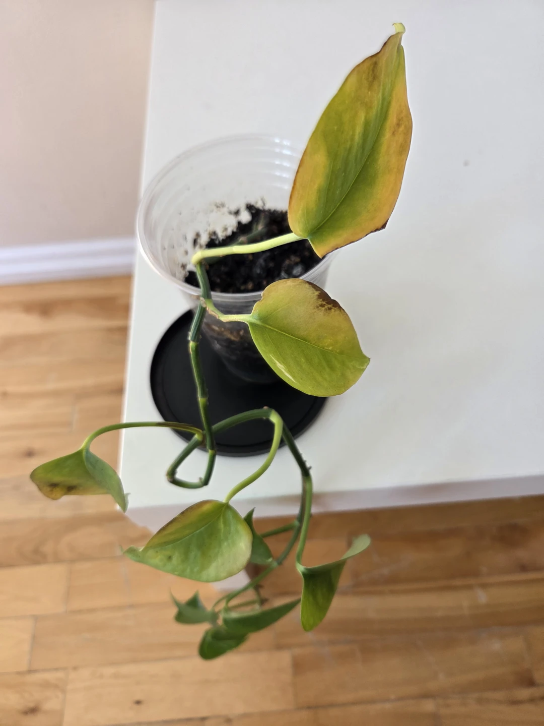 Golden Pothos Plant - photo 4