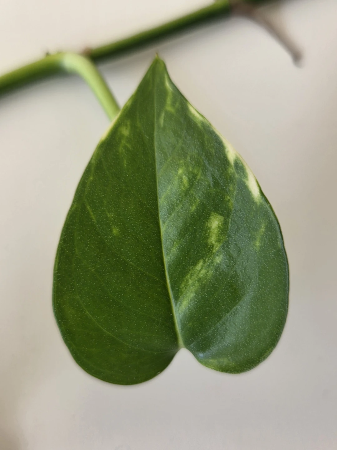 Golden Pothos Plant - photo 5