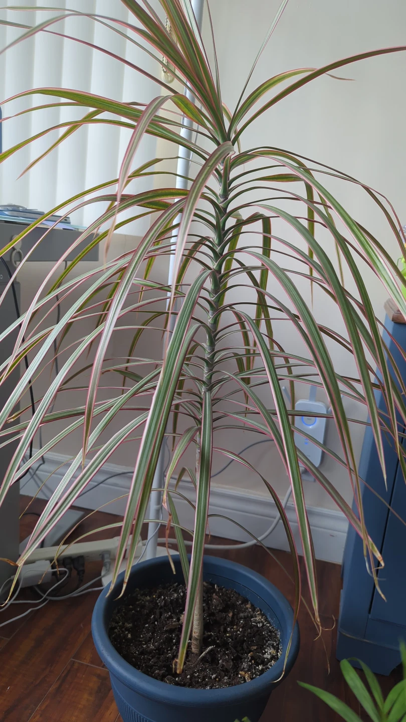 Dracaena Marginata Plant - photo 2