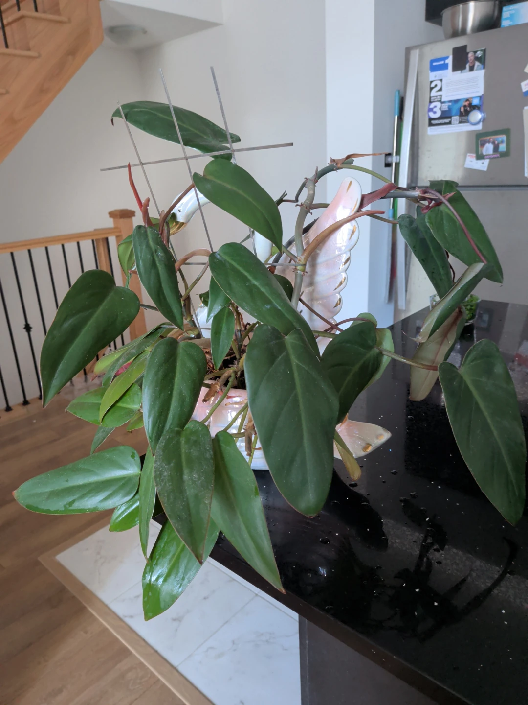 Houseplant Red Philodendron in Swan Planter