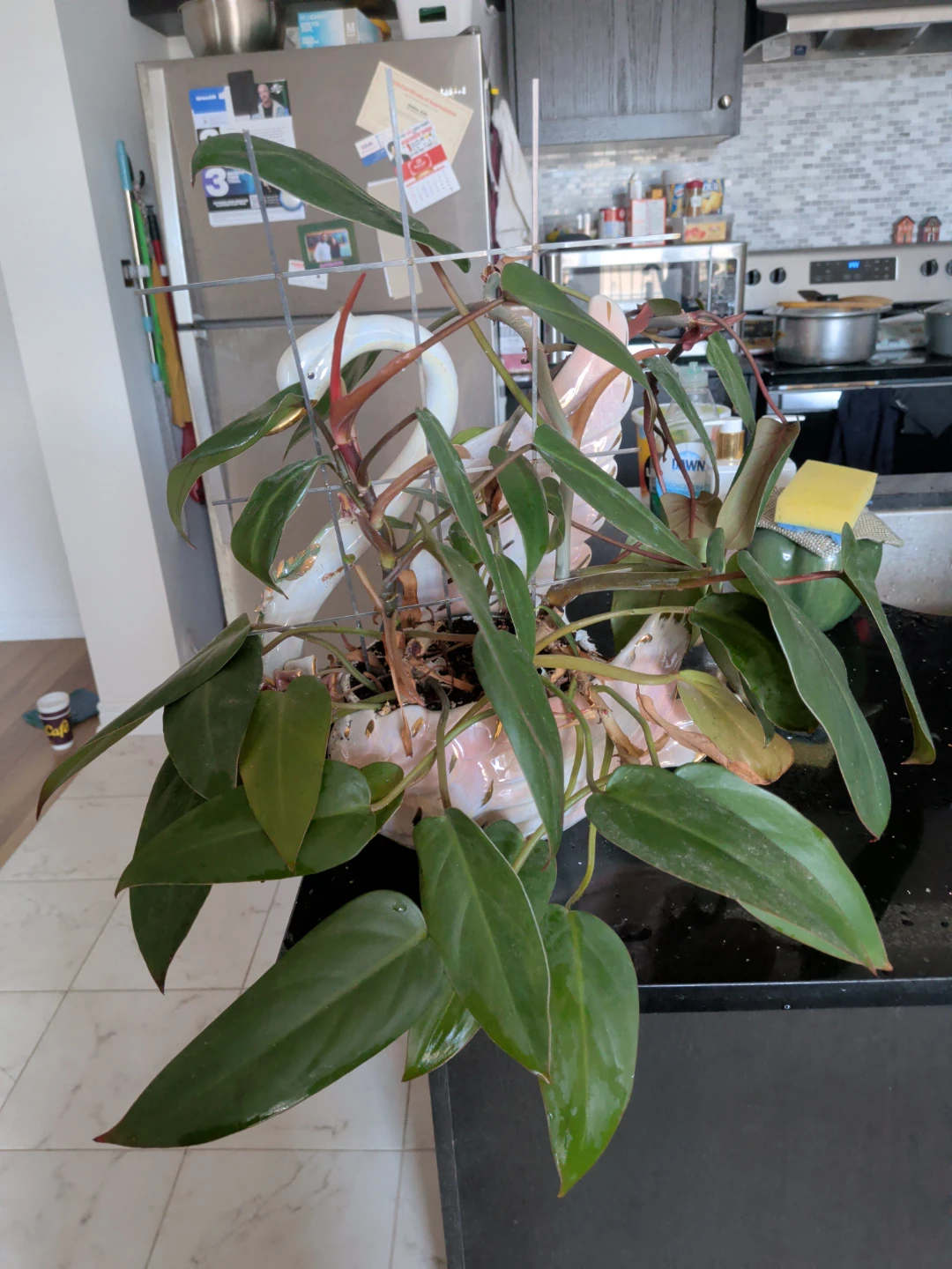 Houseplant Red Philodendron in Swan Planter - photo 2