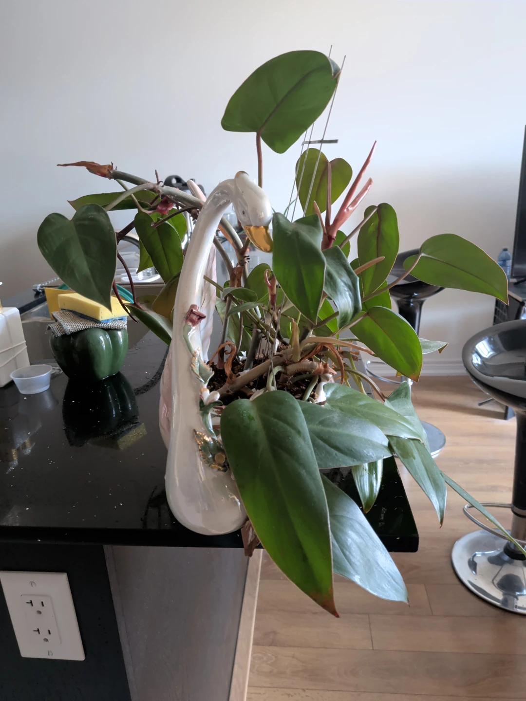 Houseplant Red Philodendron in Swan Planter - photo 3