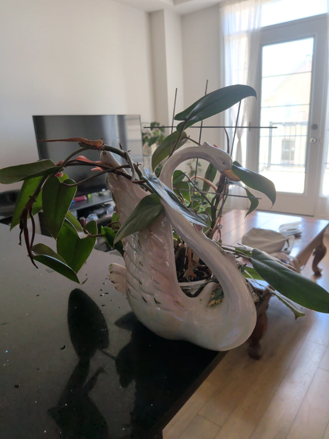 Houseplant Red Philodendron in Swan Planter - photo 4