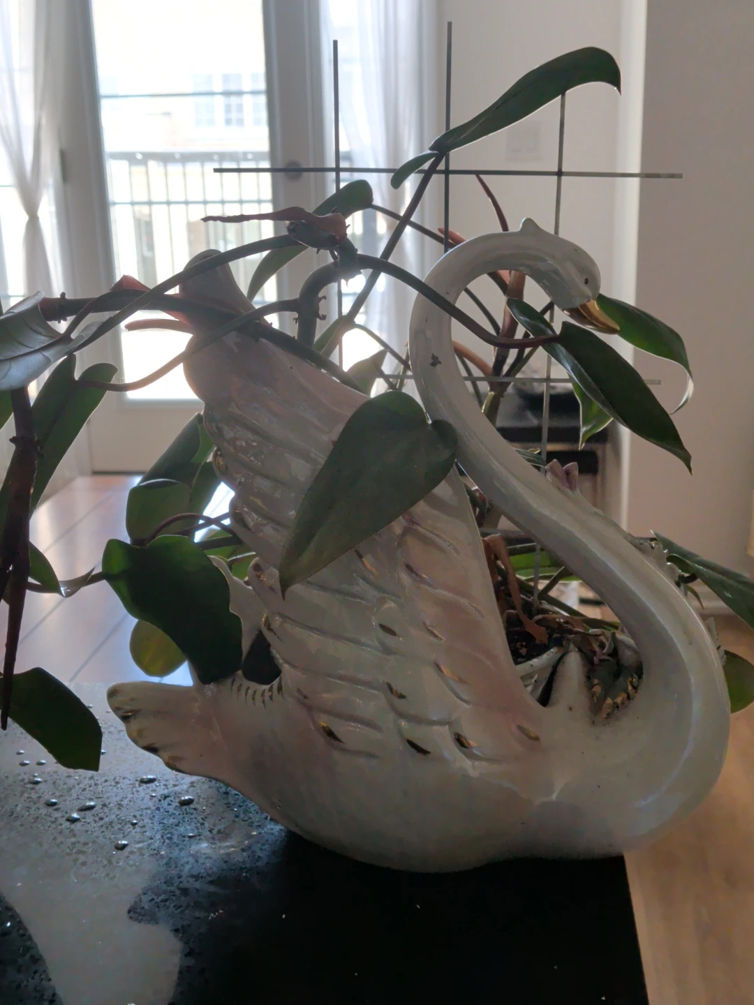 Houseplant Red Philodendron in Swan Planter - photo 5