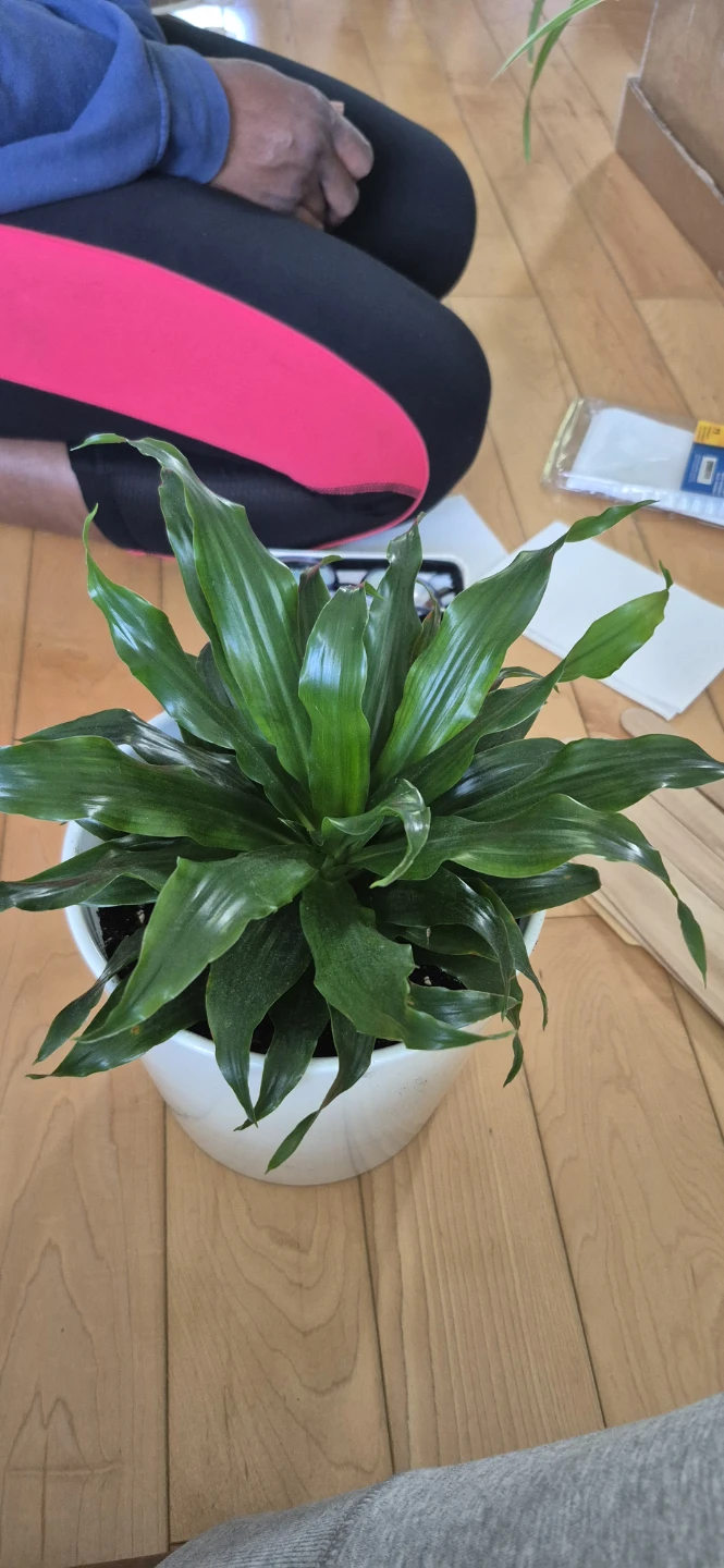 House plants for sale