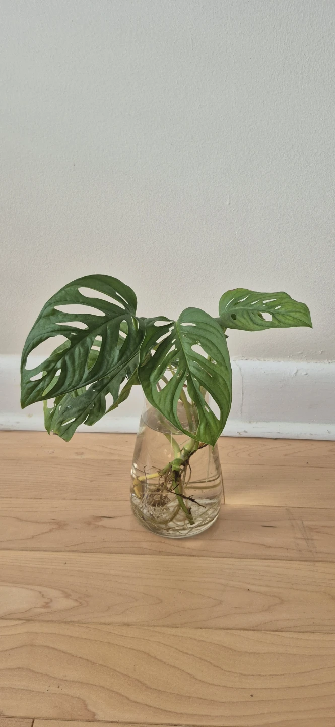 House plants for sale - photo 2