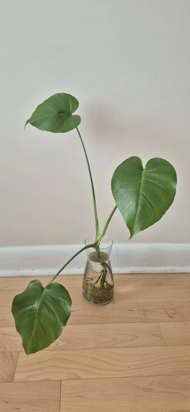 House plants for sale - photo 4