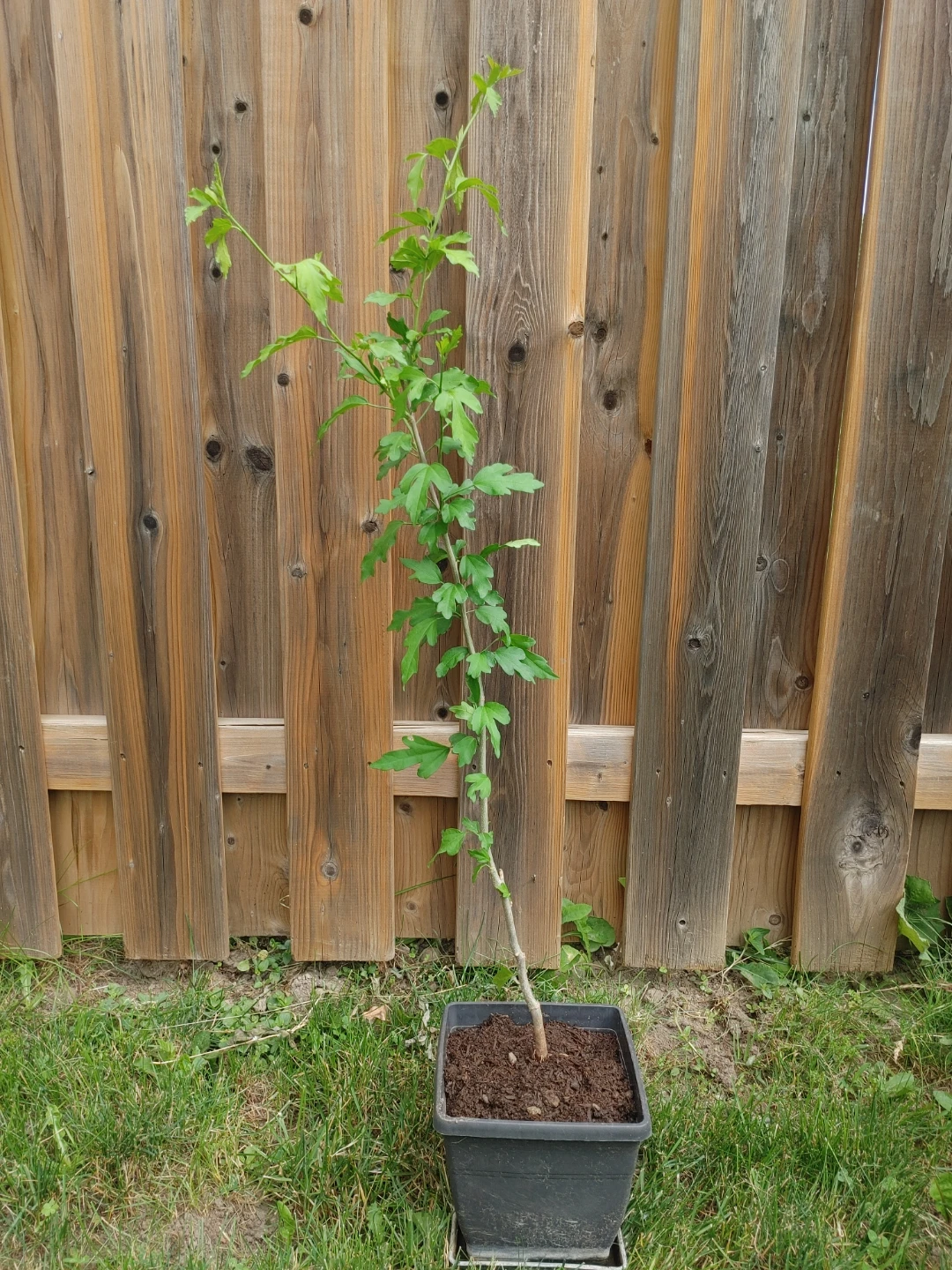 Green Plant in Pot(Rose of sharon)