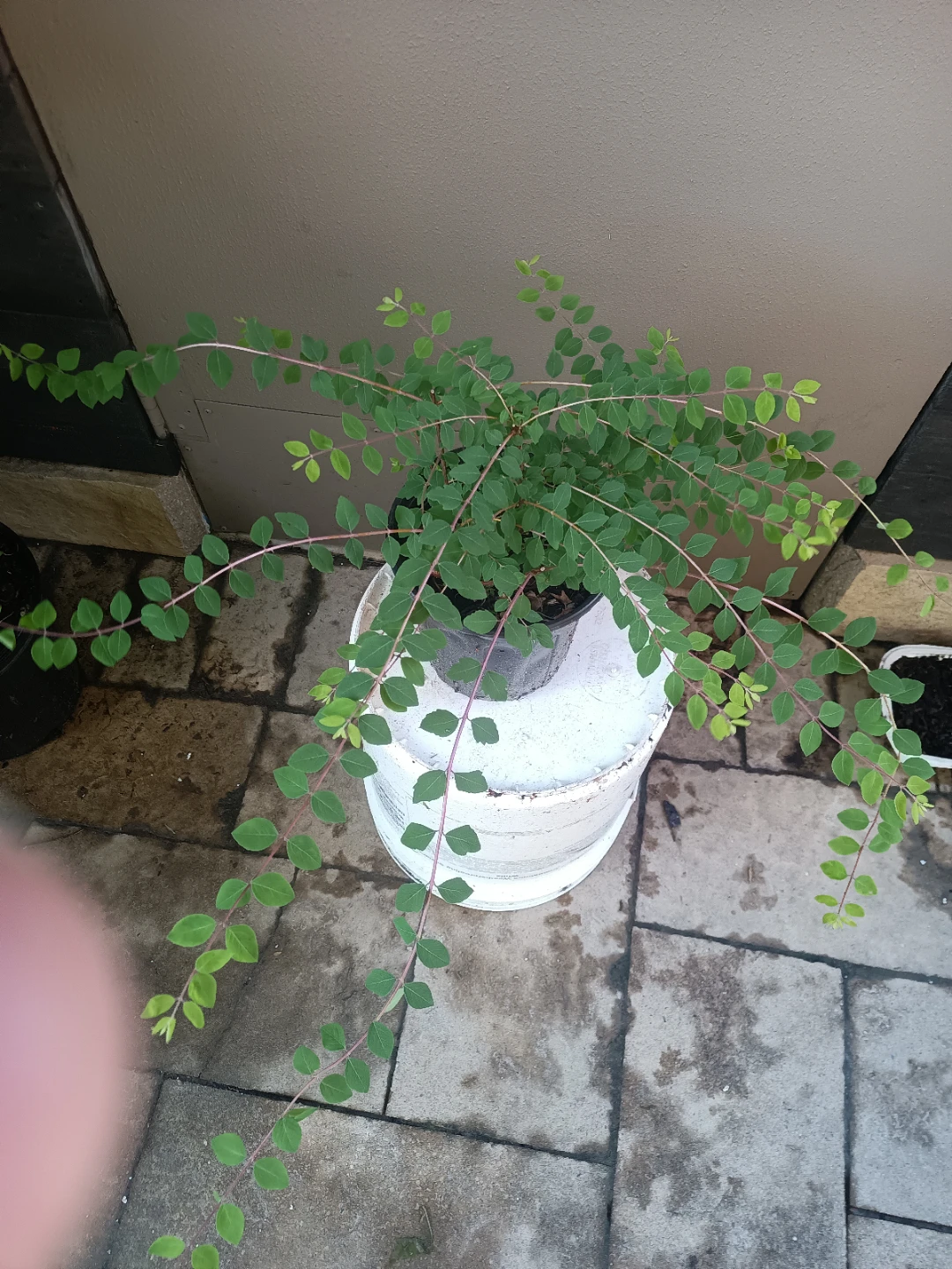 Creeping Jenny - photo 3