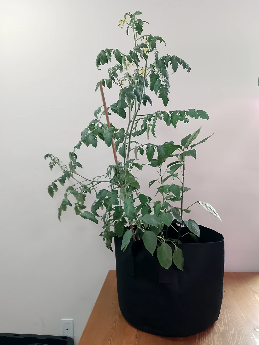 Grow Bag with Tomato + Bell Pepper + Cayenne Pepper
