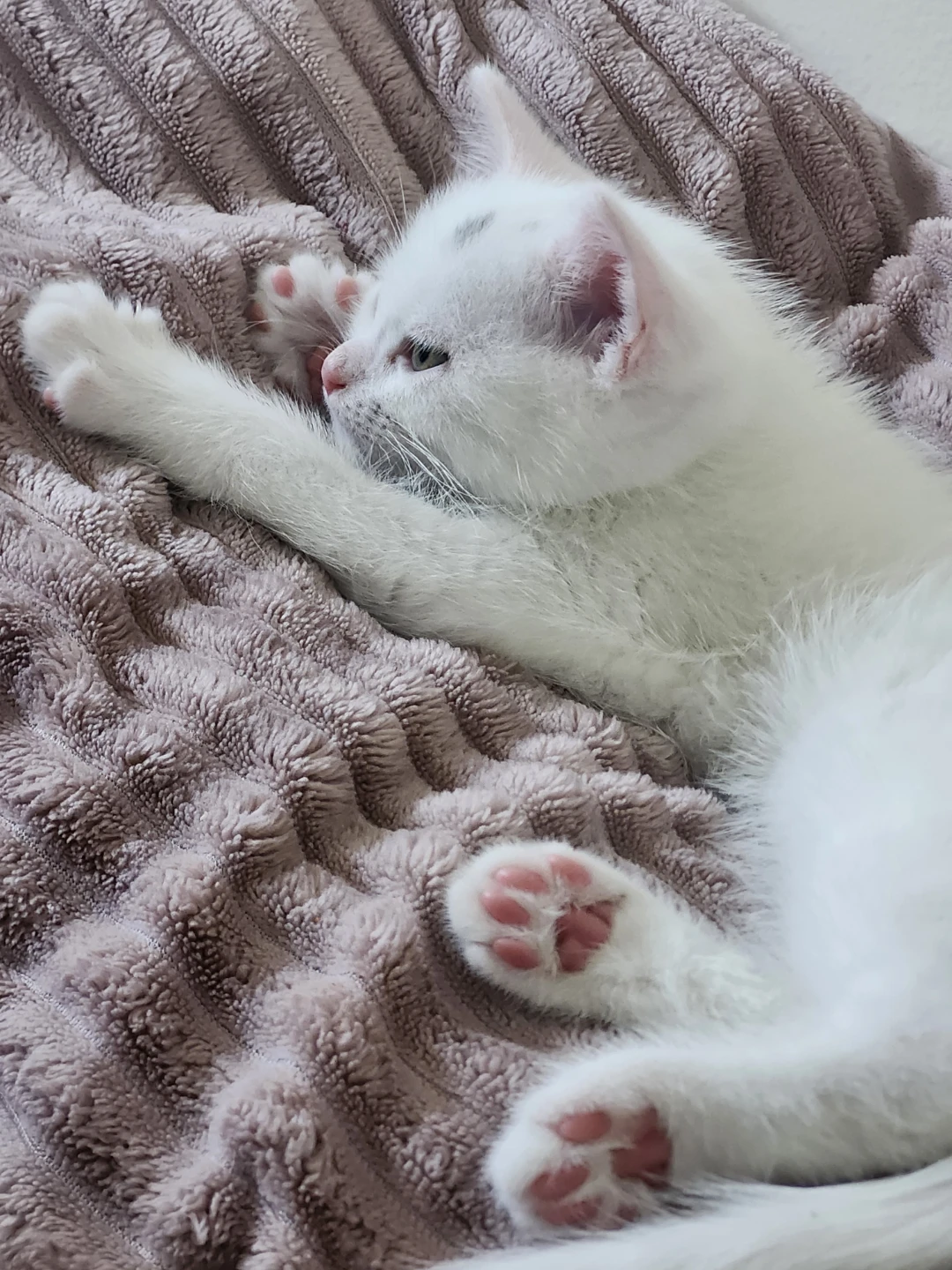 kitten for sale - photo 3