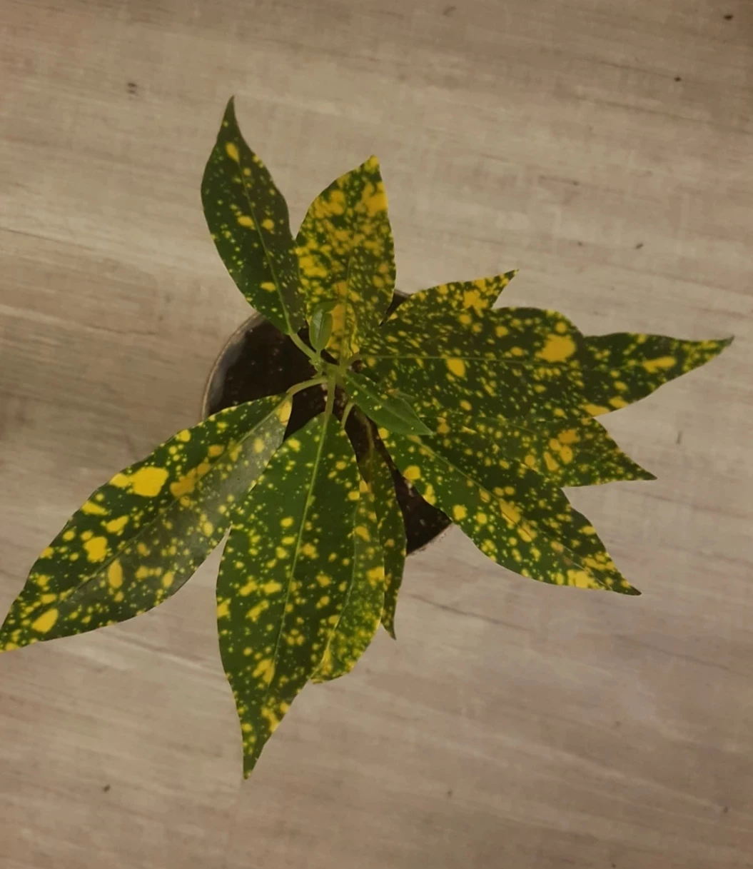 Gold Dust Croton Plant