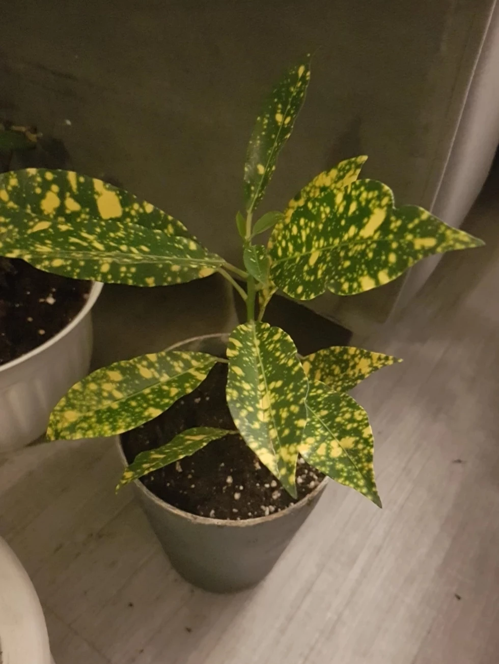 Gold Dust Croton Plant - photo 2