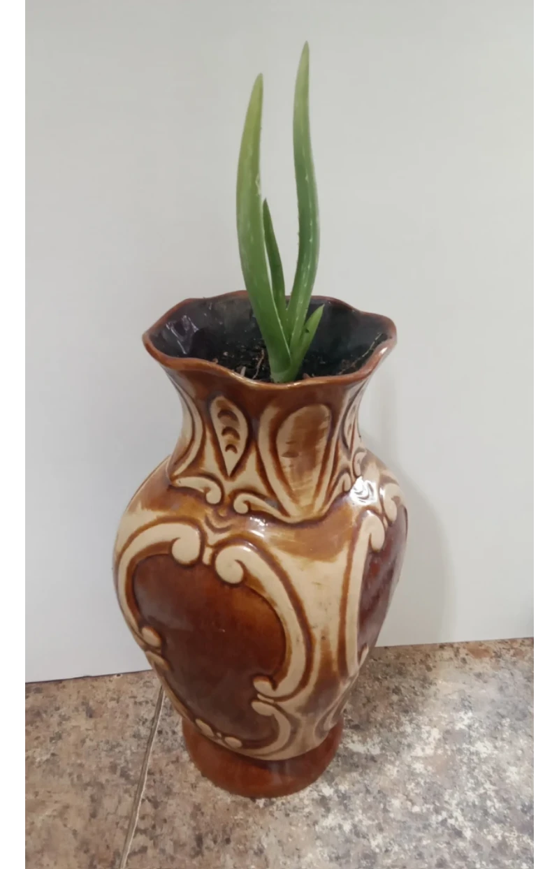 Aloe Vera Plant in Decorative Vase - photo 2