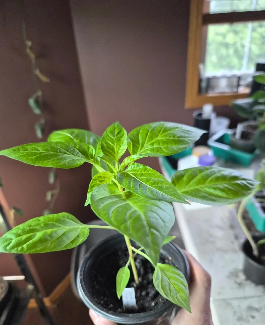 Assorted unique and hard to find Pepper Plants - photo 3