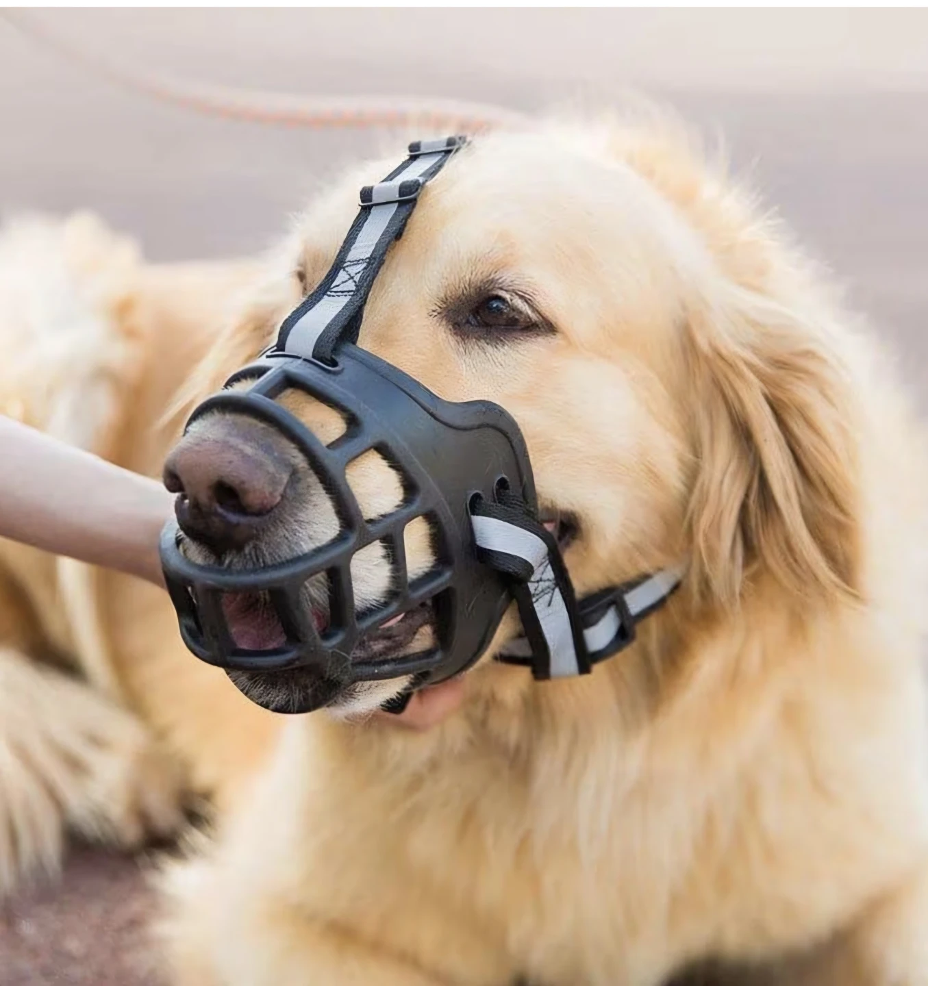 new .Dog Muzzle, Bowls,water bottle, Leash and Collar Set - photo 5