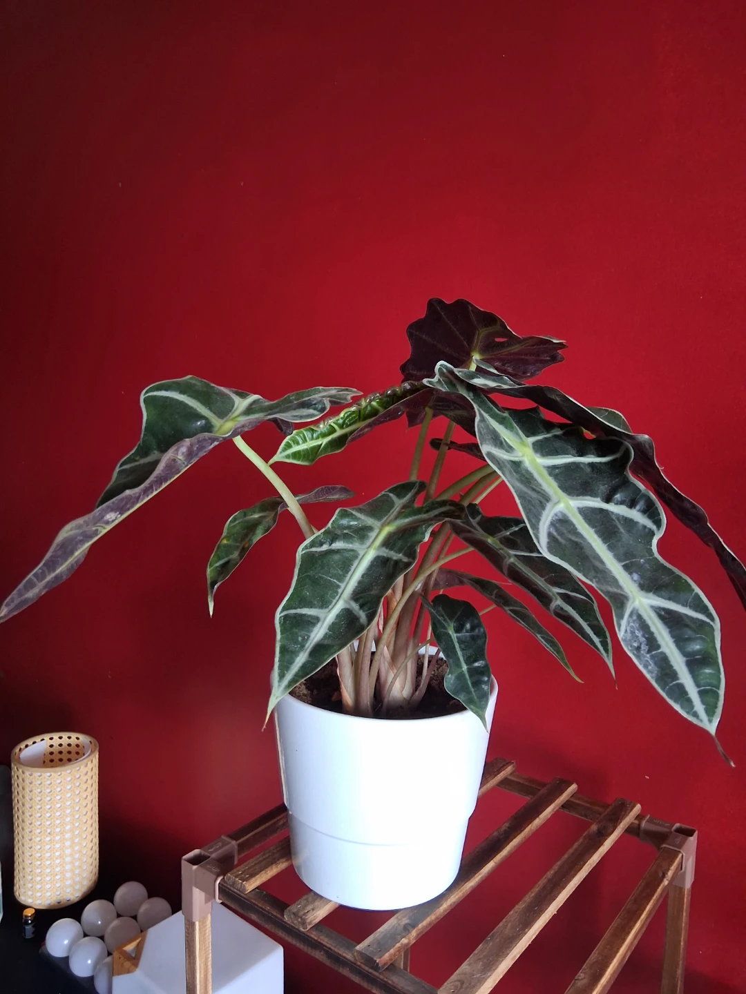 Alocasia Polly Plant