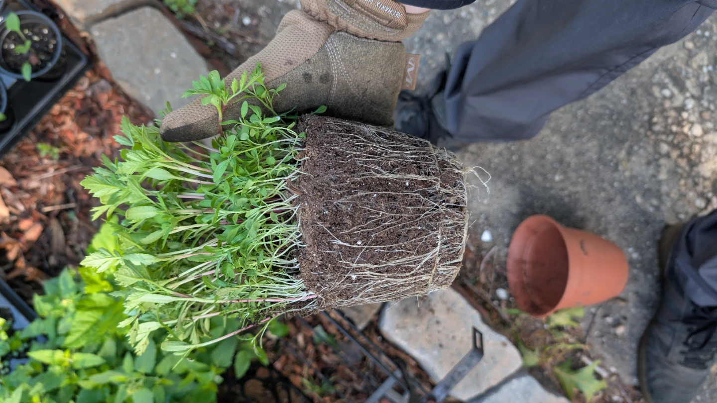 Marigold/Alyssum plants - photo 4