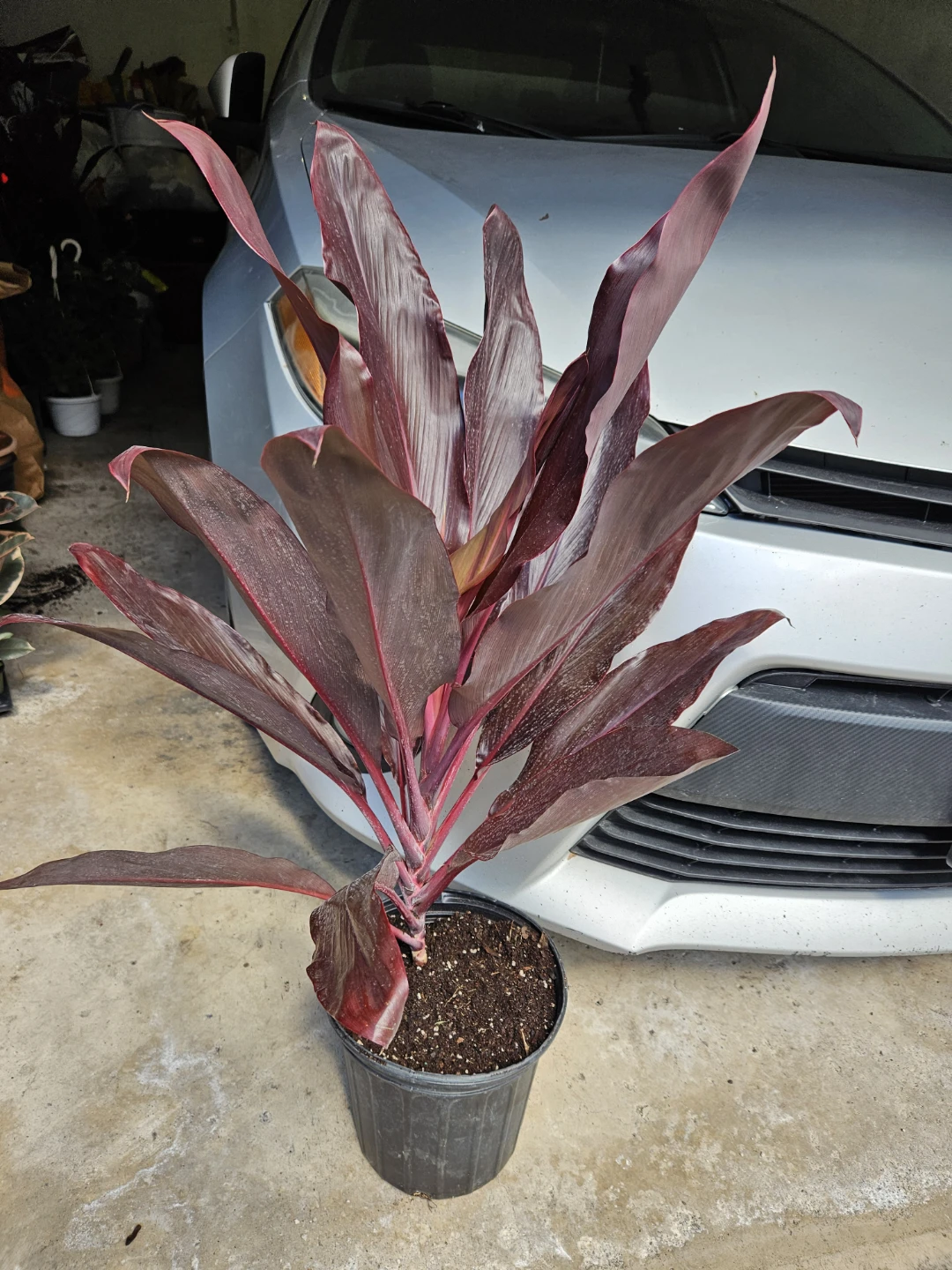 Cordyline Plant in 10"pot ⚽️