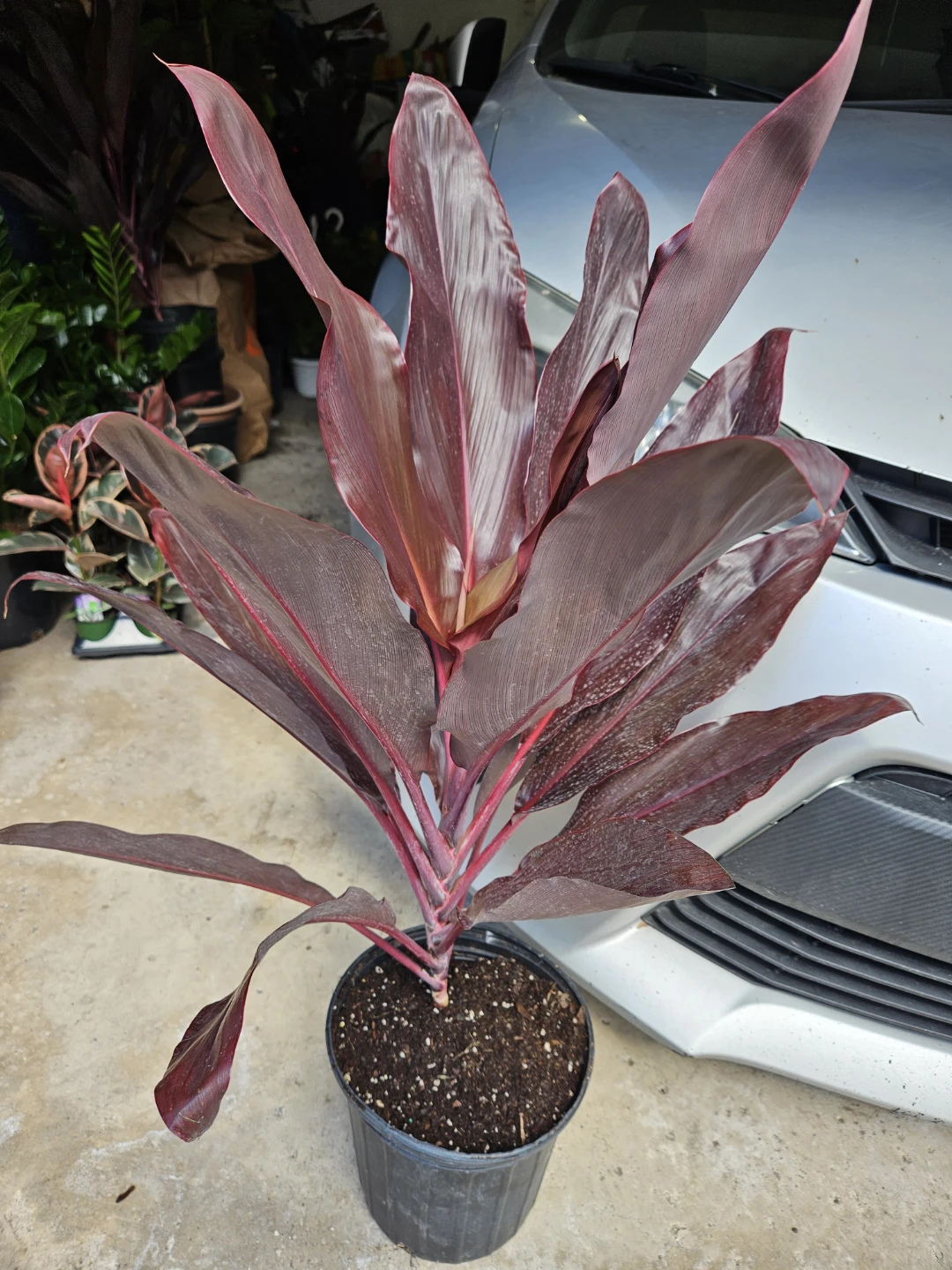 Cordyline Plant in 10"pot ⚽️ - photo 2