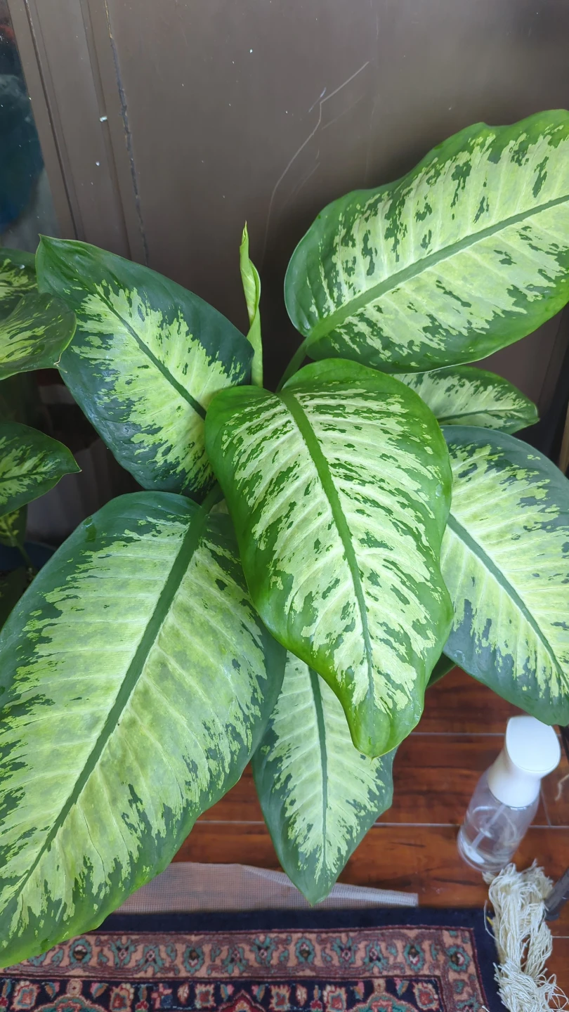 Dieffenbachia Houseplant