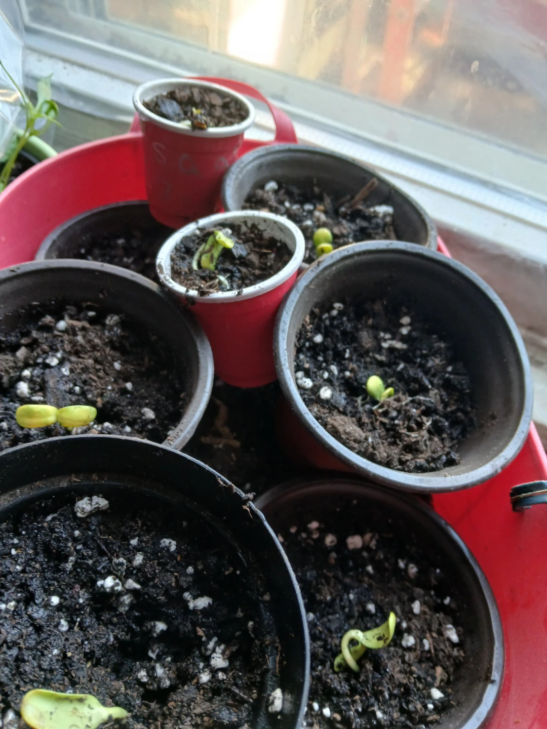 Assorted Seedlings - photo 2