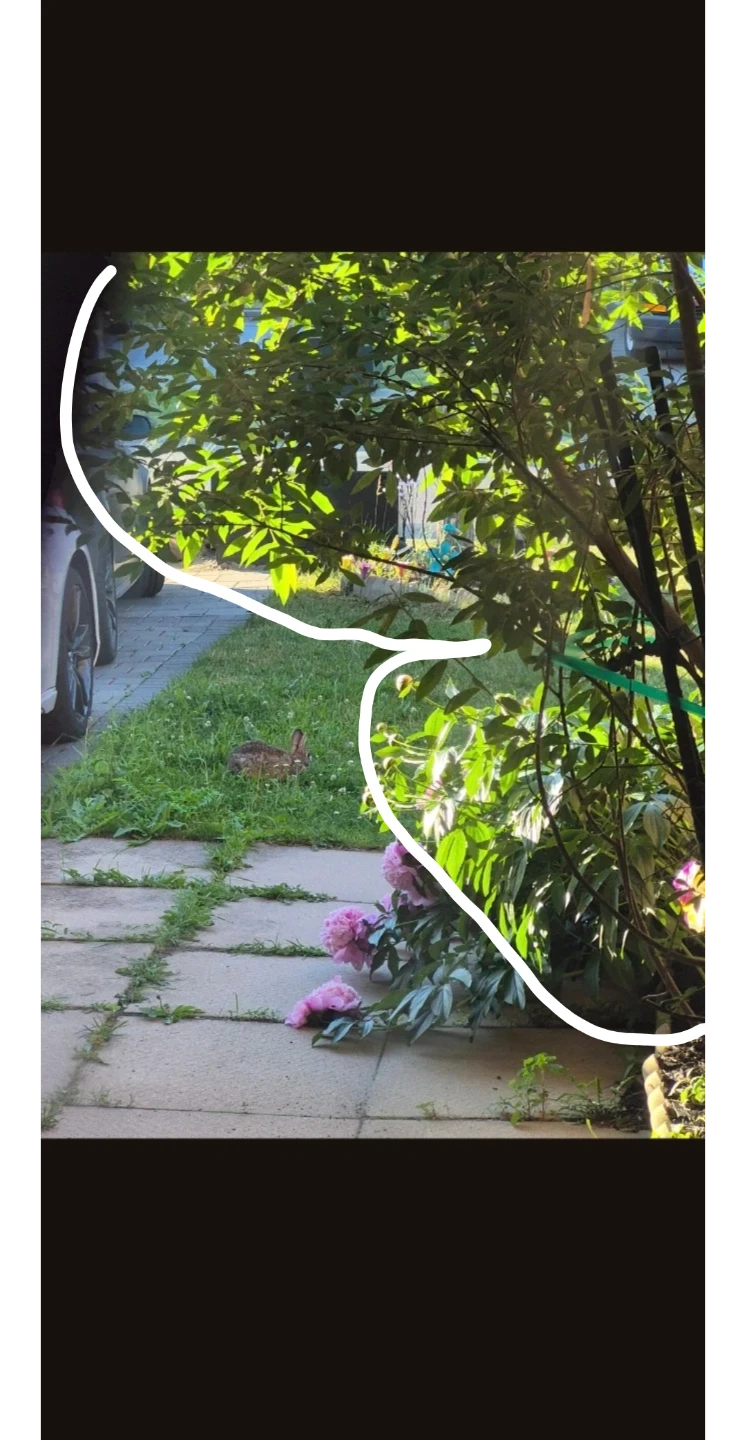 Urgent Tree for Planting - photo 2