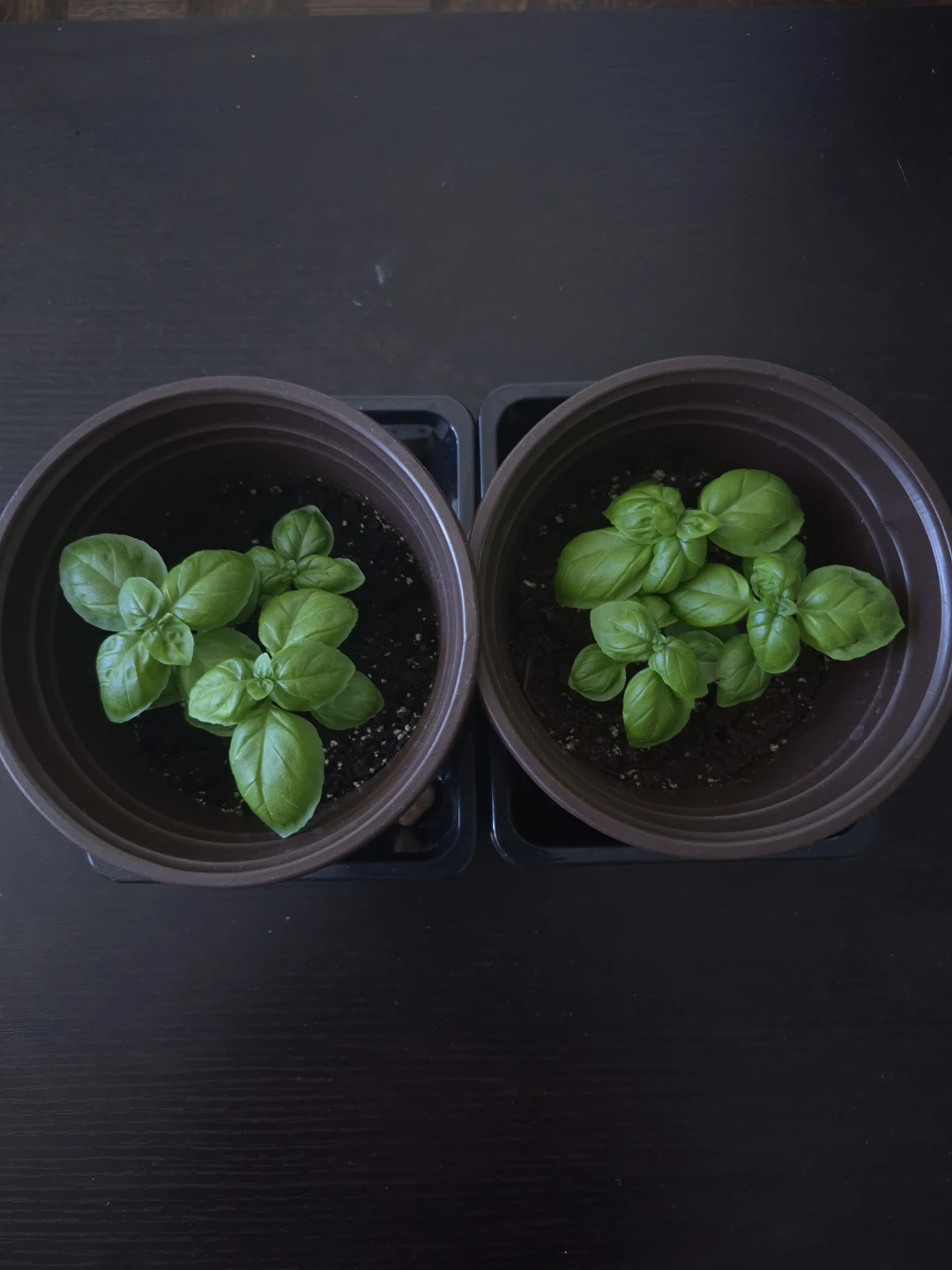 Sweet Basil Herbs