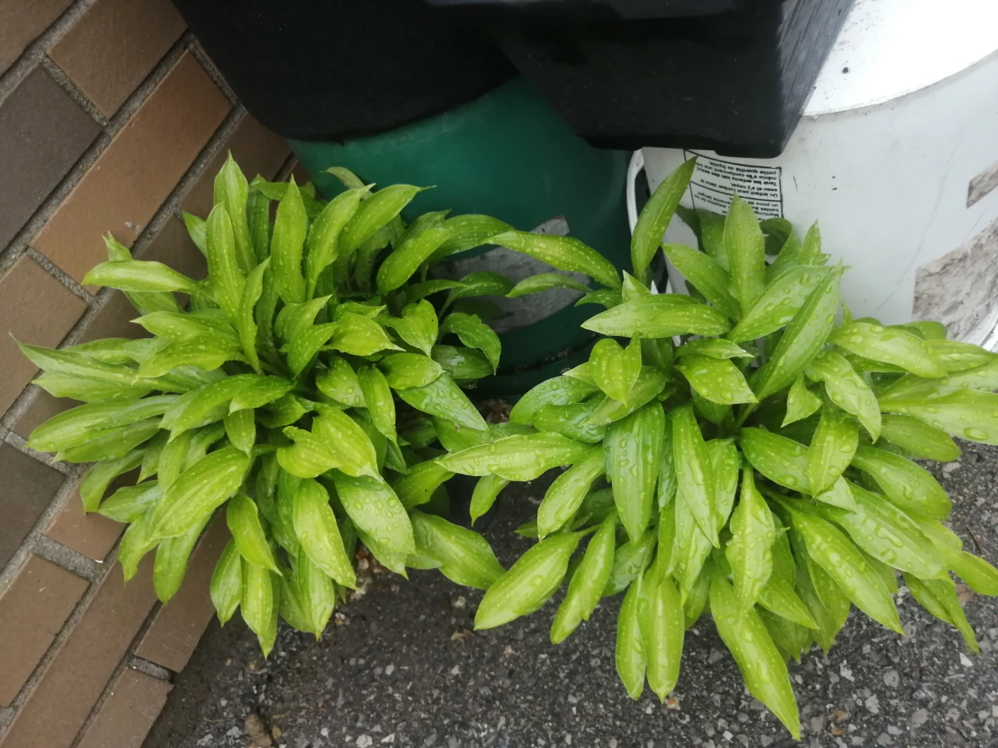 Hostas Plants ($15 EA) - photo 2