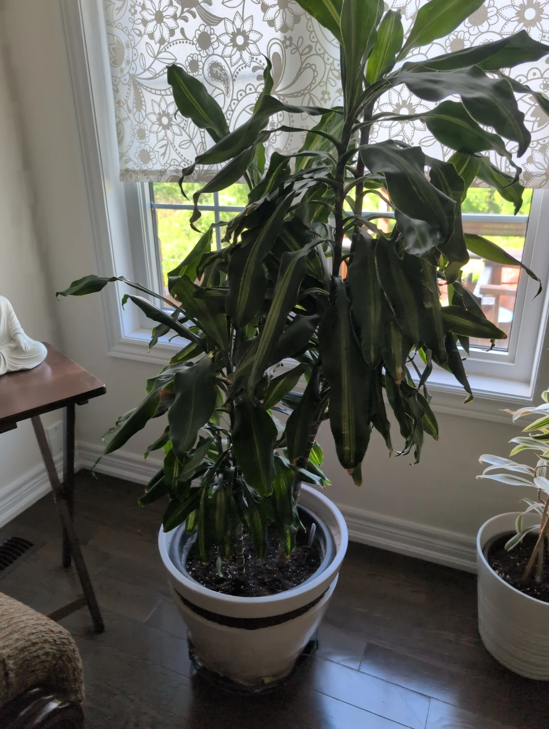 Dracaena plant