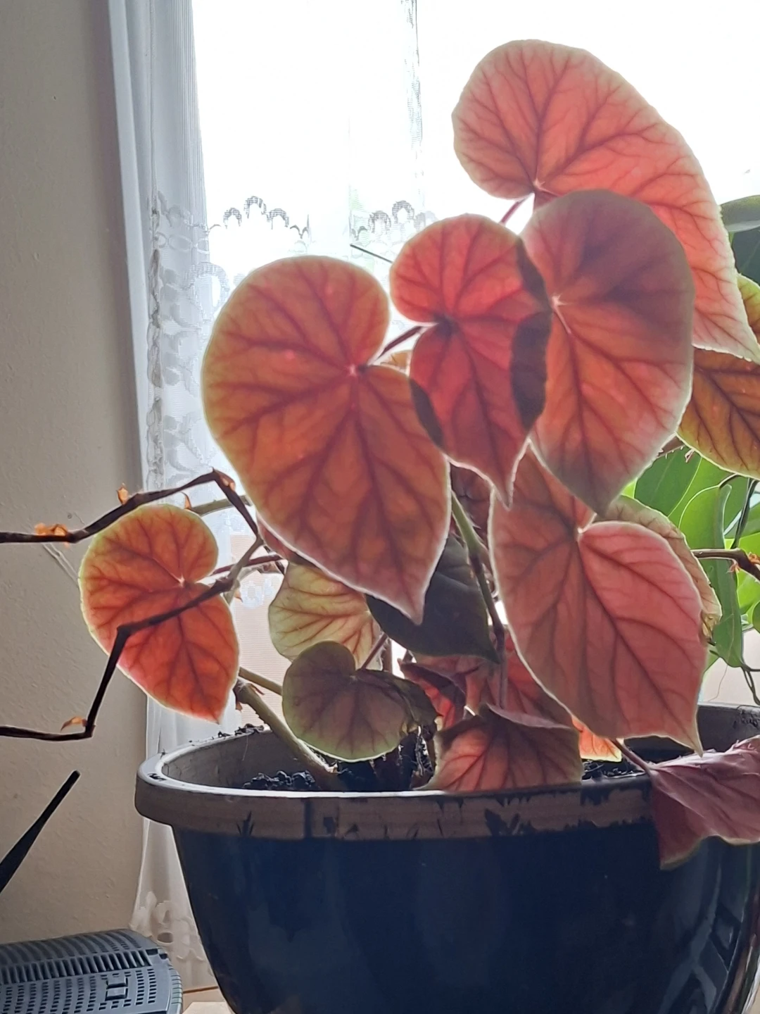 ELEPHANT EARS* Begonia Plant in Pot