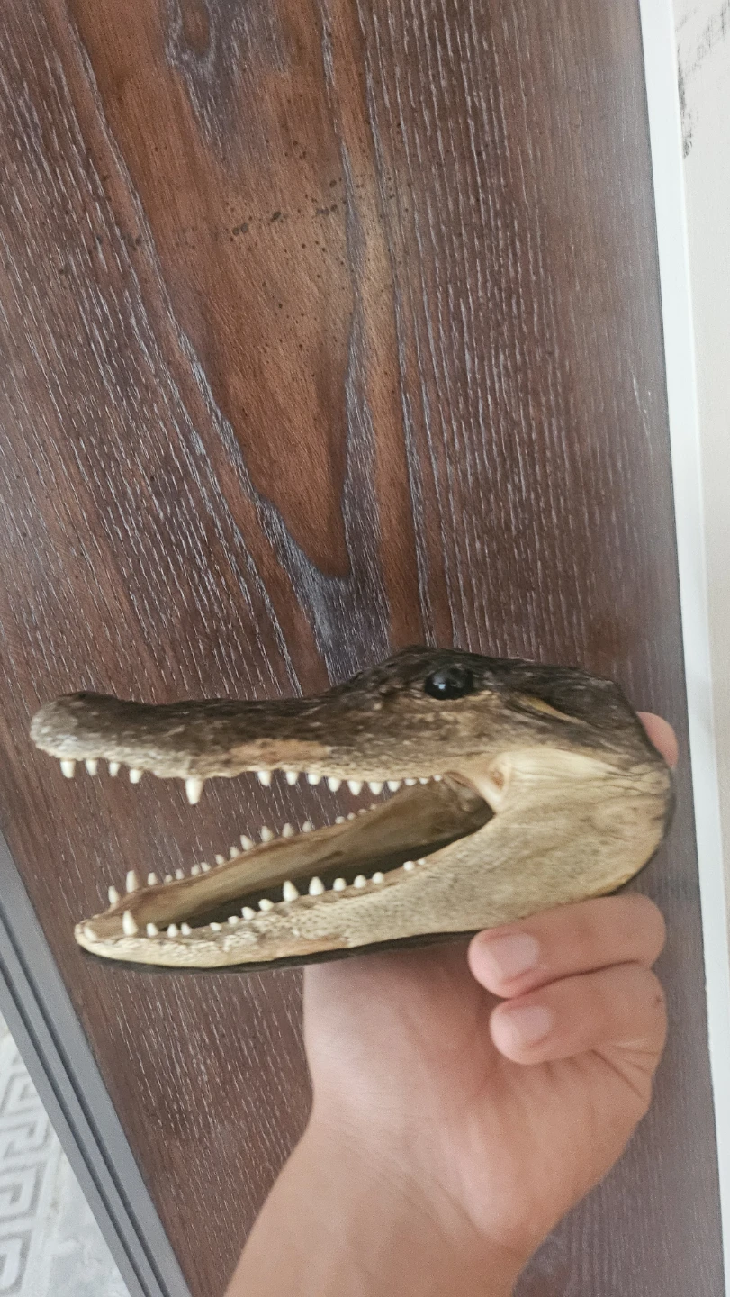 Alligator Head Taxidermy - photo 3