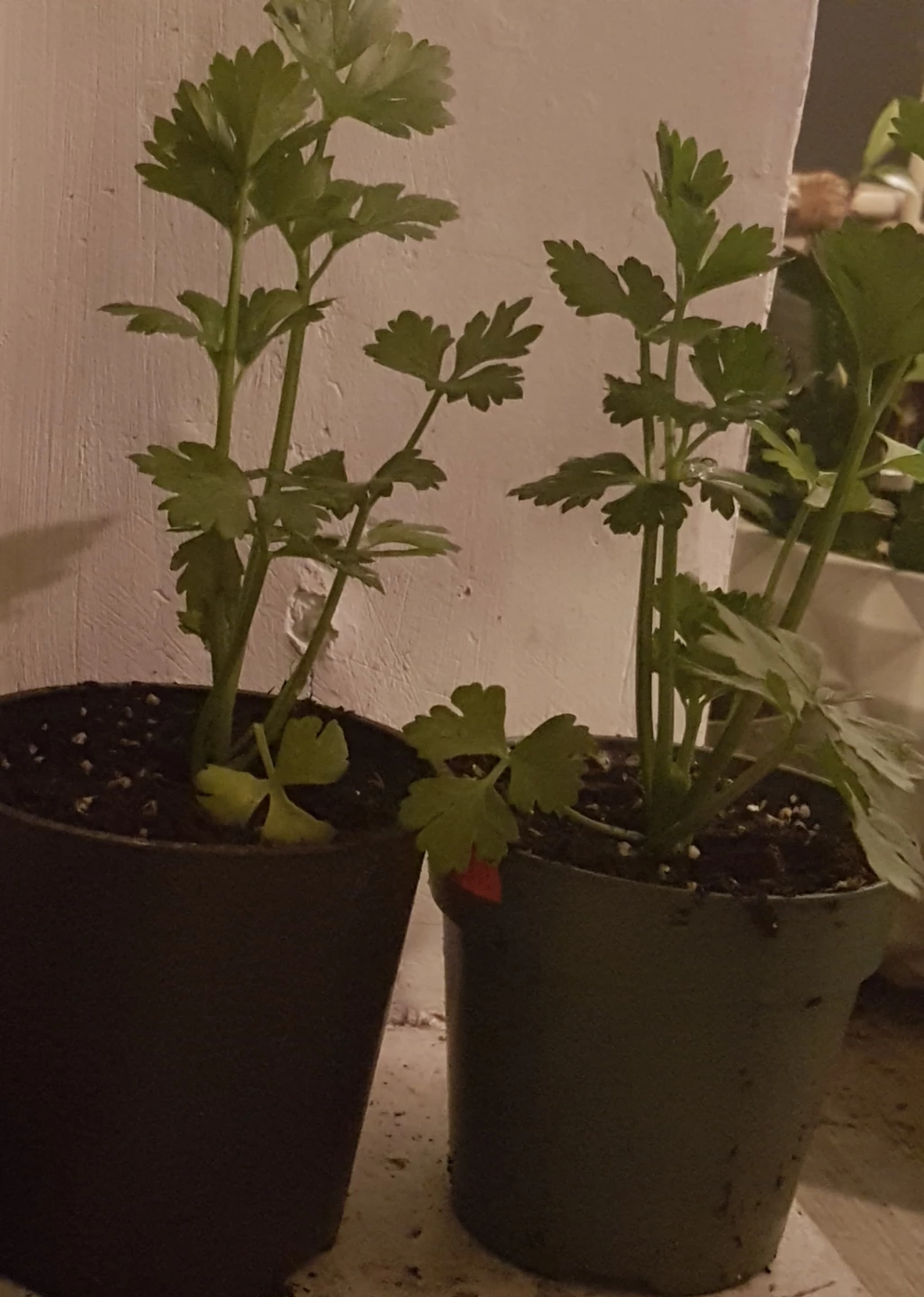 Celery Plants in Pots each one - photo 2