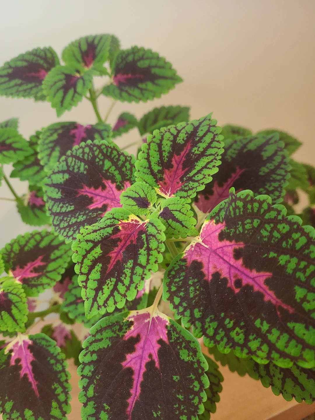 Coleus Plant - photo 3